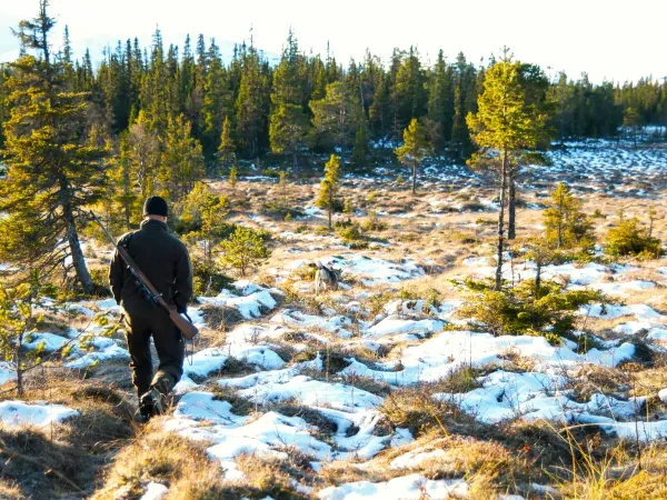 Älgjakt i Anarisfjällen