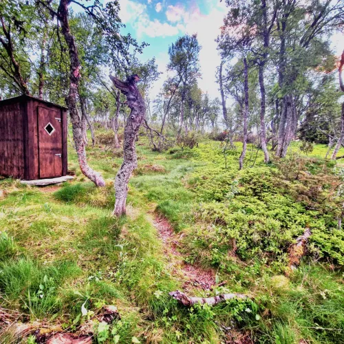 Rödbrunt utedass omgivet av björkskog