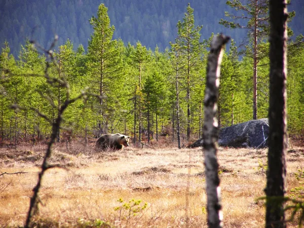 Björnjakt i Anarisfjällen