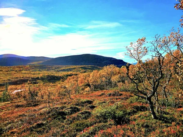 Ripjakt och fågeljakt