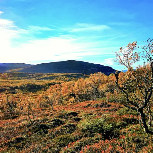 Fjällterräng för ripa och tjäder