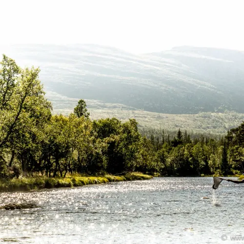 Sjö omgiven av fjäll och skog i motljus
