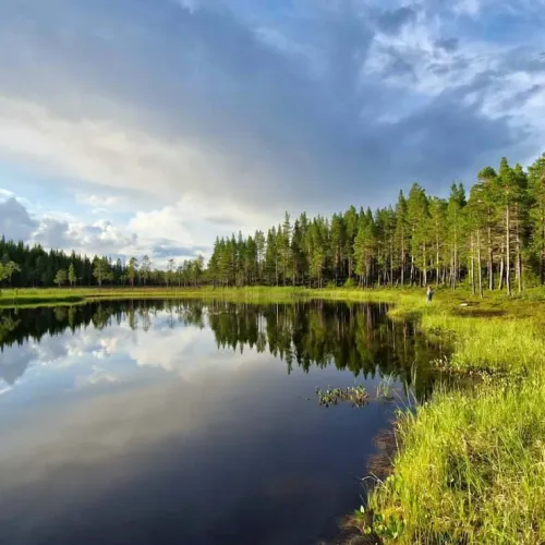 Stilla tjärn med granskog i spegelbild