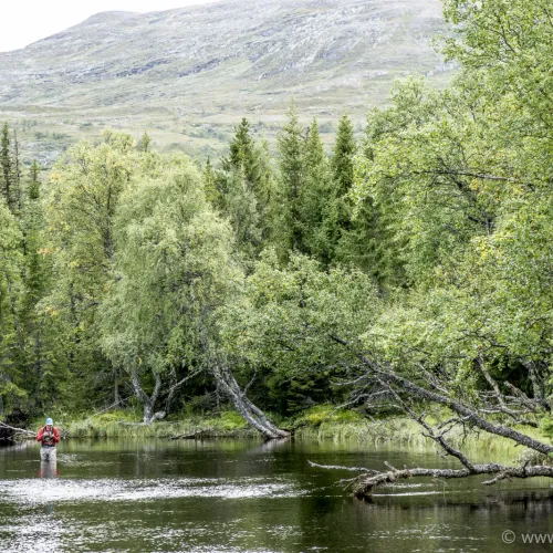 Flugfiskare vadar i lugnt vatten med fjäll i bakgrunden