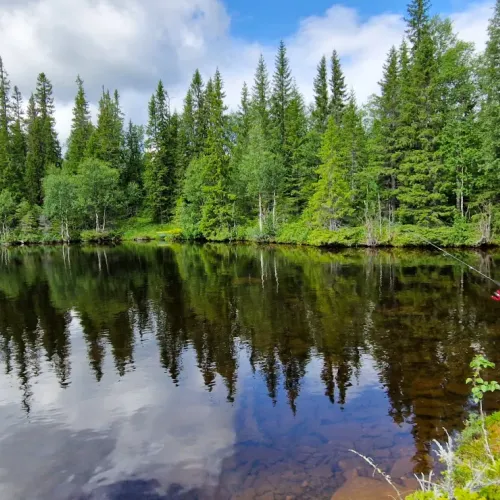 Skogstjärn med granar i spegelblankt vatten