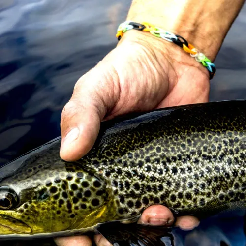 Närbild på hand som håller fisk i vattnet