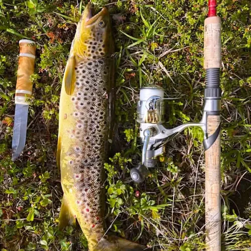 Öring i gräset bredvid kniv och rulle