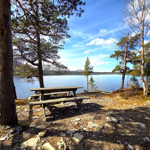 Picknickbord vid sjön bland tallar