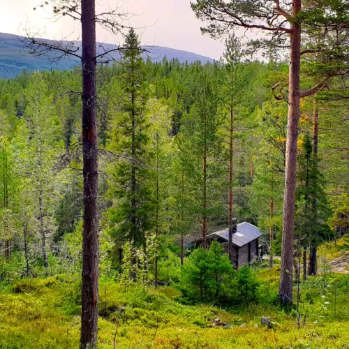 Stuga inbäddad i tät granskog