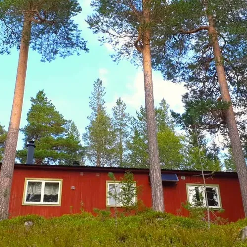Rödmålat hus skymtar mellan höga tallar