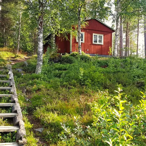 Rödmålad stuga bland björkar vid trappstig