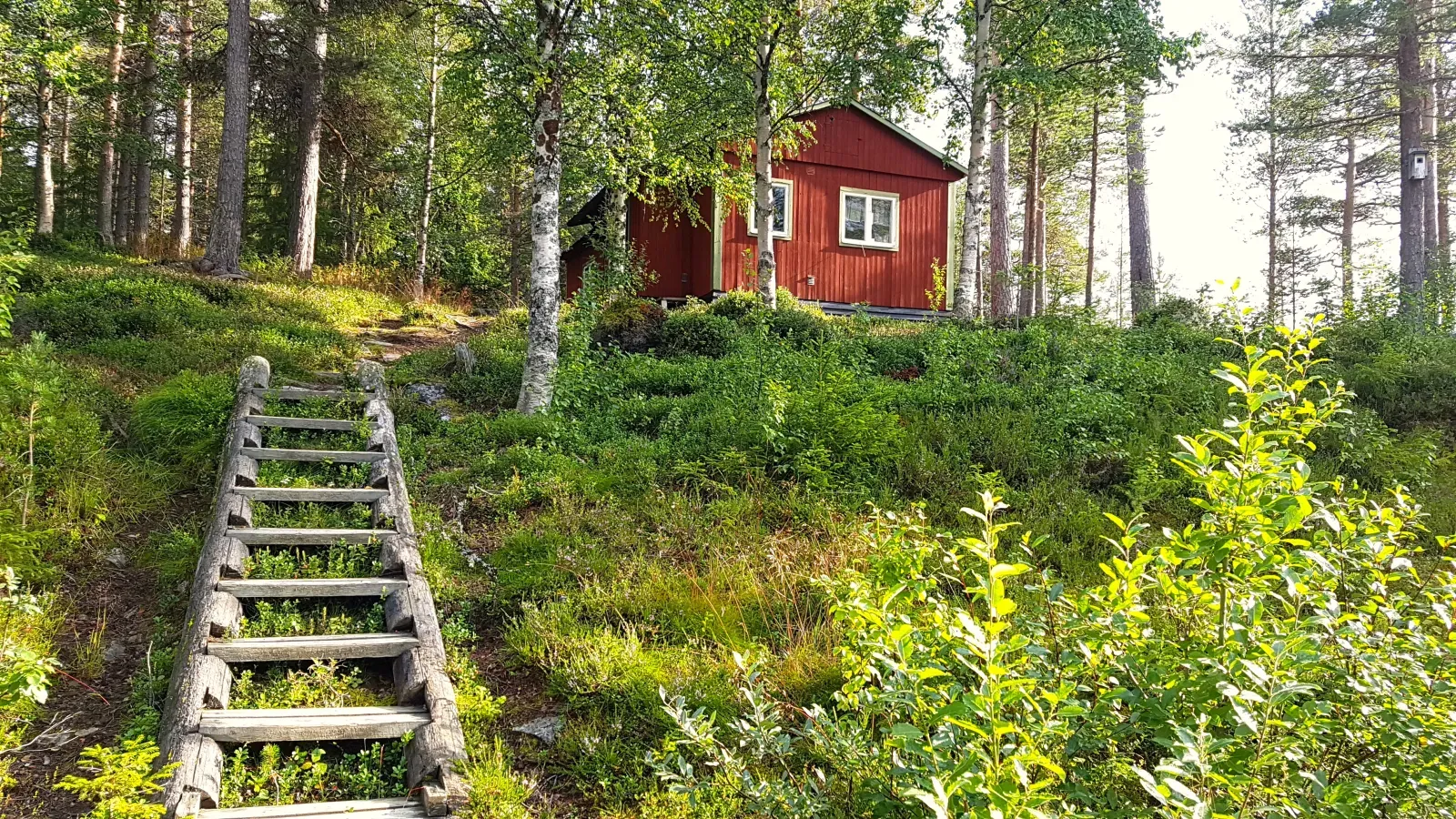 Furubergskojan bland björkar