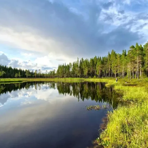 Skogstjärn omgiven av tall och gles skog