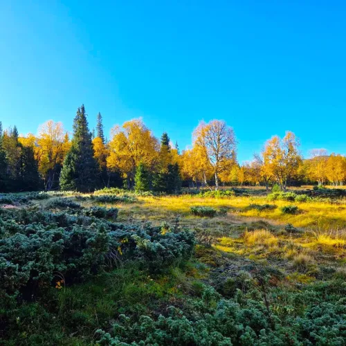 Höstfärgad myrmark med björk och gran i jaktmarkerna