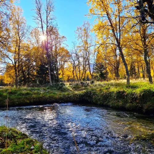 Fjällbäck som slingrar genom björkskogen