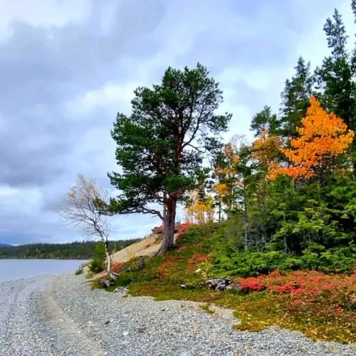 Stenig strandlinje vid sjön i höstfärger