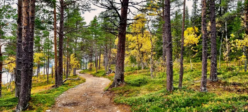 Fyrhjulingsled genom höstfärgad skog