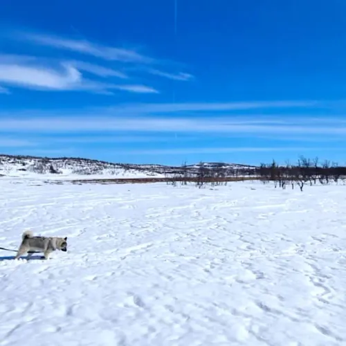 Hund kopplad går över öppet snöfält